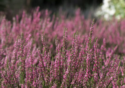 Heather and harebells are in decline largely due human activity, such as intensive agricultural practices and climate change
