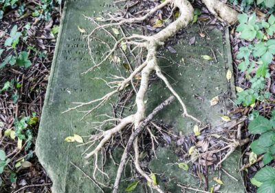 If you love wild and unusual spaces, volunteers needed