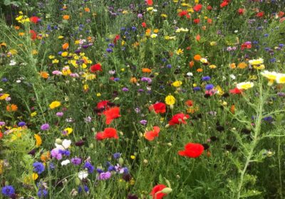 In the next few weeks, primary schools around the country will be receiving packets of wildflower seeds to mark the coronation of King Charles III.