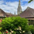Visitors will be able to see roses like these and many other beautiful flowers, shrubs and trees at the Friends of Salisbury Cathedral’s Secret Gardens of the Close event