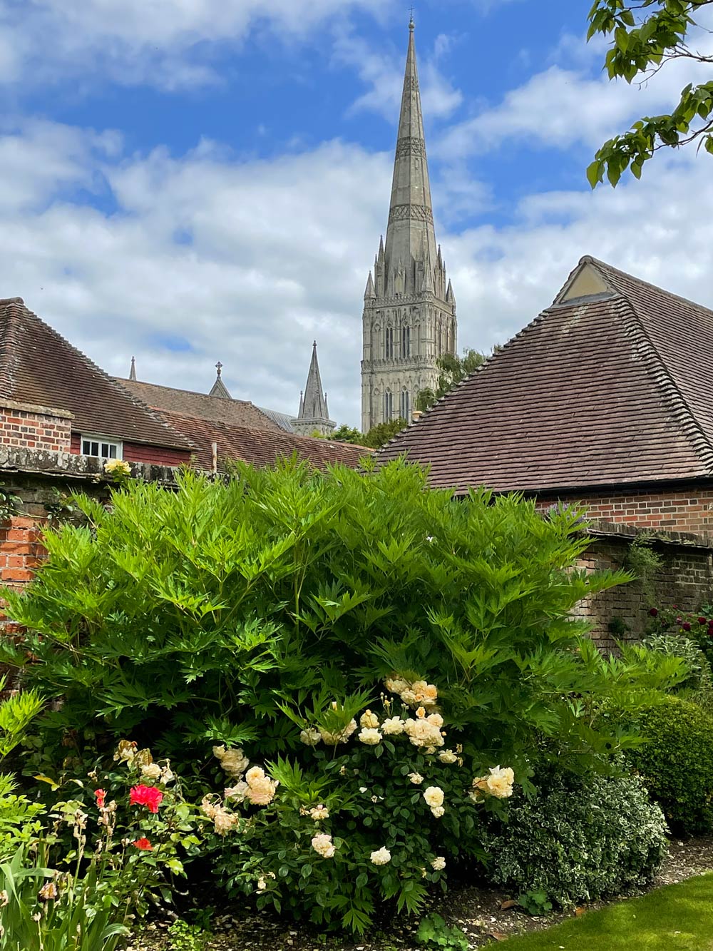 Visitors will be able to see roses like these and many other beautiful flowers, shrubs and trees at the Friends of Salisbury Cathedral’s Secret Gardens of the Close event