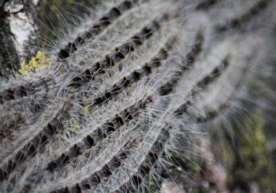 The caterpillars form a mass on oak trees that cause damage to leaves, affecting growth Credit: Kleuske/wikipedia