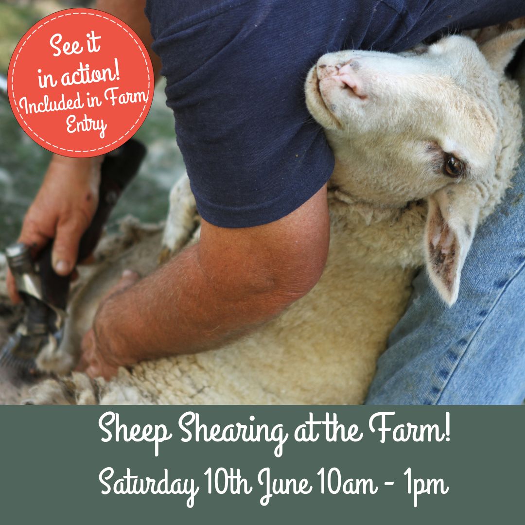 Annual Sheep Shearing Day