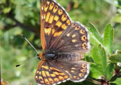 Duke of Burgundy Credit: Steve Smailes