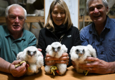 Nigel Jones (l) with Lily, Ruth Churchill with Rex, and Phil Sheldrake with Rose; Below left: Rose being ringed Credit: Finnbarr Webster.jpg