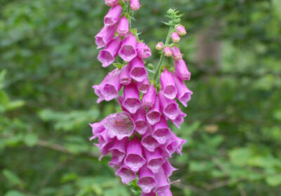 Pictured, a beautiful foxglove, illustrating one of the many plants on show at Barford St Martin’s Open Garden Credit: Peter Thompson