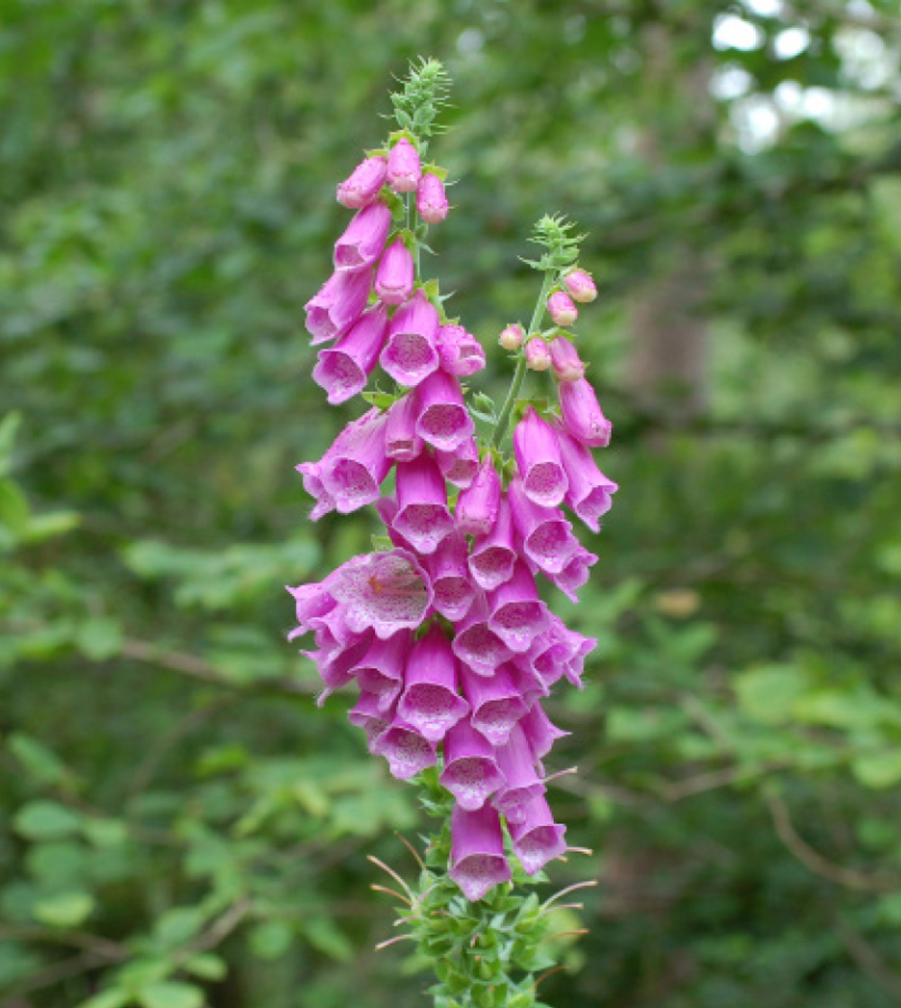 Pictured, a beautiful foxglove, illustrating one of the many plants on show at Barford St Martin’s Open Garden Credit: Peter Thompson