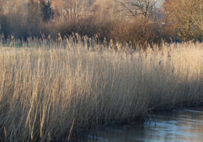 Reed beds in Harnham along the River Nadder Credit: Col.51 CC Wikimedia