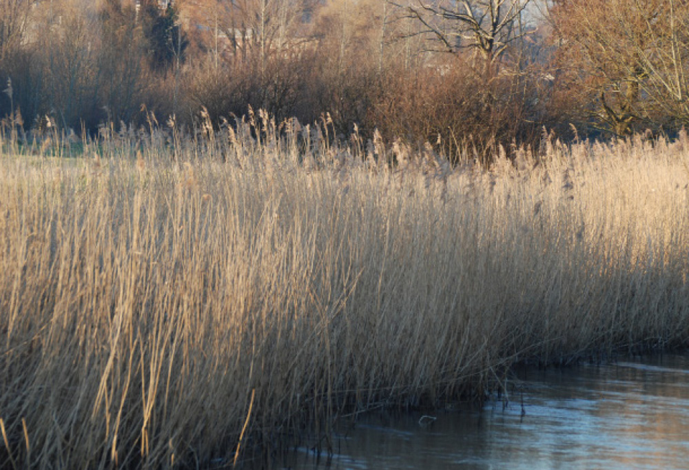Reed beds in Harnham along the River Nadder Credit: Col.51 CC Wikimedia