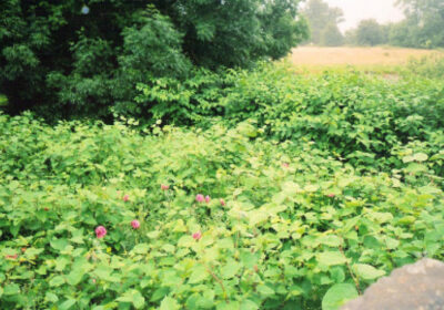 That’s not knotweed: the great south west property market cover up