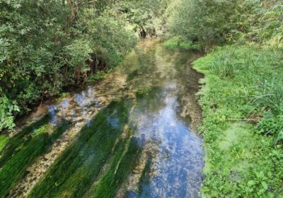 The River Bourne at Laverstock Credit: Richard Avery via Wikimedia Commons