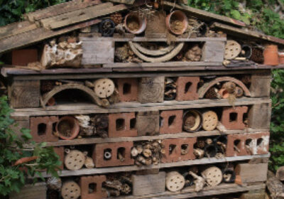 The Wildlife Trusts’ big nature challenge, 30 Days Wild, is back