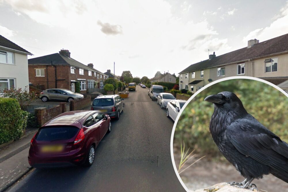 A crow died after being shot in Norfolk Road, Salisbury