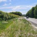 Wildflower verges installed on the A35. Picture: National Highways