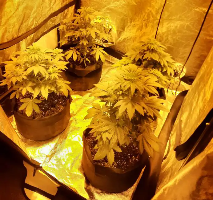 Plants seized at a property in Totton after a police warrant was executed. Picture: Hampshire Police
