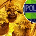 Suspected cannabis plants were seized after a raid at a property in Totton. Picture: Hampshire Police