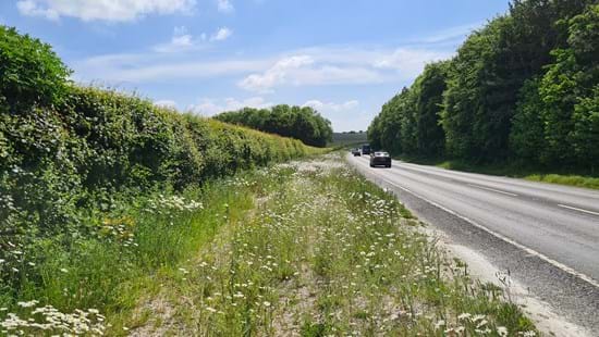New wildflowers on the A35 verge