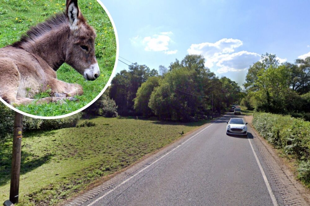 The foal died after a crash on the B3078 near Brook, Hampshire Police said