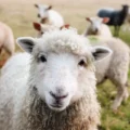 Dogs worrying sheep and other livestock can cost farmers dear, says Wiltshire Police