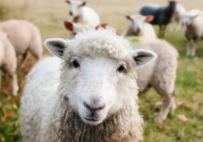 Dogs worrying sheep and other livestock can cost farmers dear, says Wiltshire Police