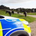 Drivers are being warned to be on the lookout for horses. Picture: Hampshire Police