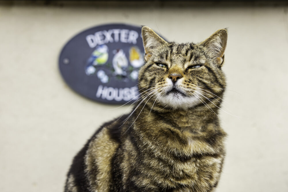 Alderbury community cat Dexter Picture: Ciaran McCrickard/ Cats Protection