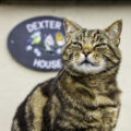 Alderbury community cat Dexter Picture: Ciaran McCrickard/ Cats Protection