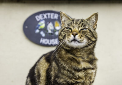 Alderbury community cat Dexter Picture: Ciaran McCrickard/ Cats Protection