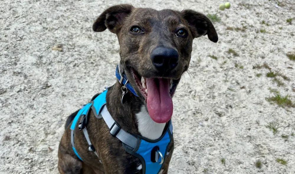 Pierre has been at RSPCA Ashley Heath for nine months