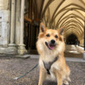 The event is Salisbury Cathedral's first service for pets Picture: Salisbury Cathedral