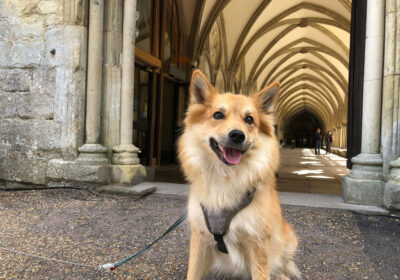 The event is Salisbury Cathedral's first service for pets Picture: Salisbury Cathedral