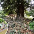 Walls in the grounds of Salisbury Crematorium have been damaged by trees and vegetation. Pictures: PS Architecture/Wiltshire Council