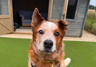 Gimli would need to be the only dog in the home Picture: Salisbury Dogs Trust