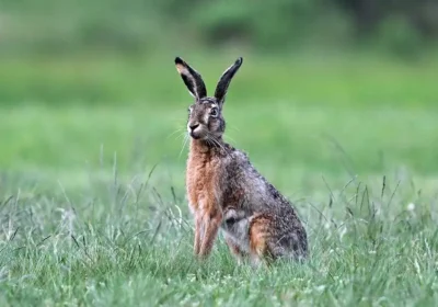 The pair have been charged with hare coursing near Ludgershall, Wiltshire