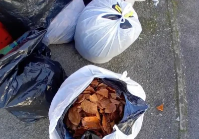 Dumping garden waste and more landed one person in Salisbury with a £1,000 FPN. Picture: Wiltshire Council