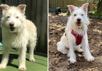 Snow is looking for a new family Picture: Dogs Trust Salisbury