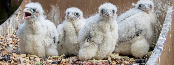 All eyes will be on the peregrine cam to see how many eggs will be laid this year Picture: Salisbury Cathedral