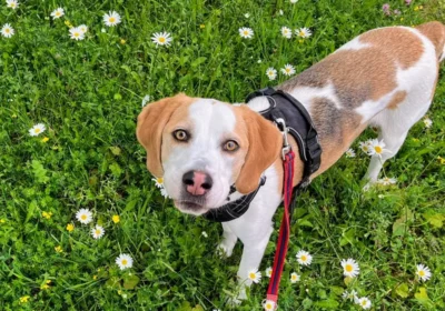 Could you look after Ozzy? Picture: Dogs Trust Salisbury