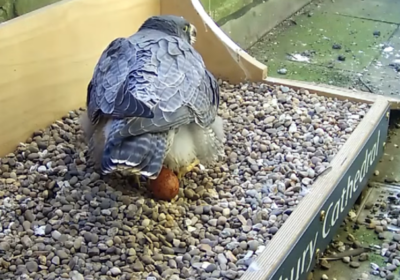 The first egg being laid on Sunday (March 18) Picture Salisbury Cathedral