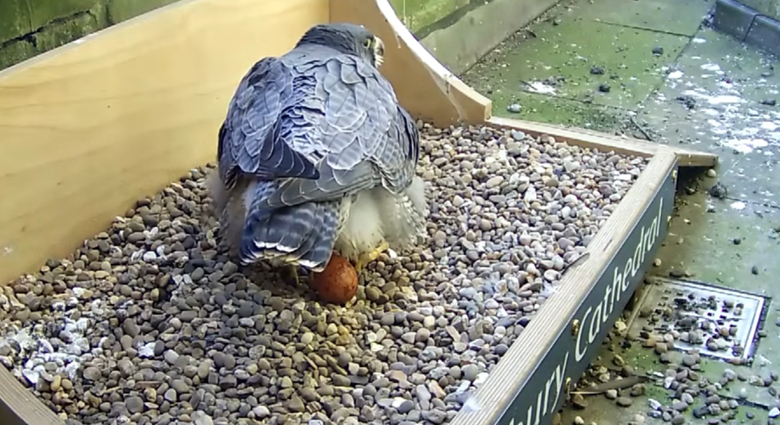 The first egg being laid on Sunday (March 18) Picture Salisbury Cathedral