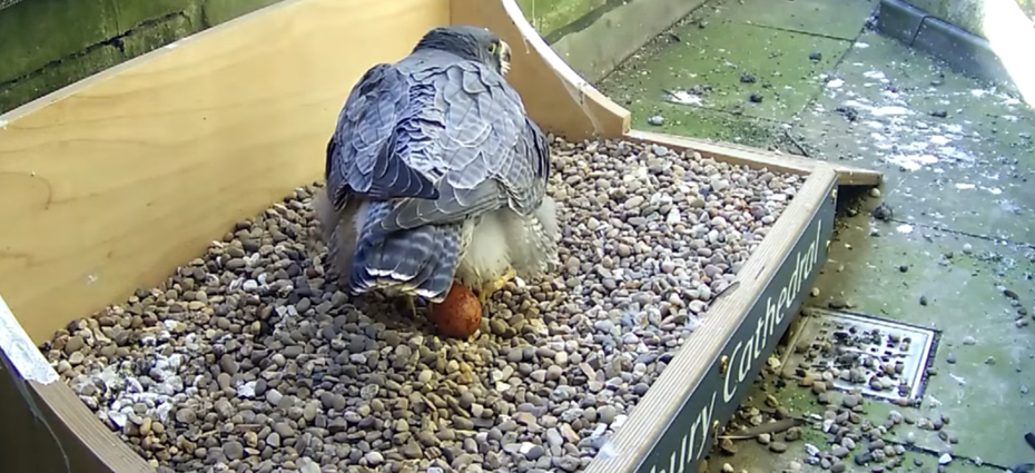 The first egg being laid on Sunday (March 18) Picture Salisbury Cathedral