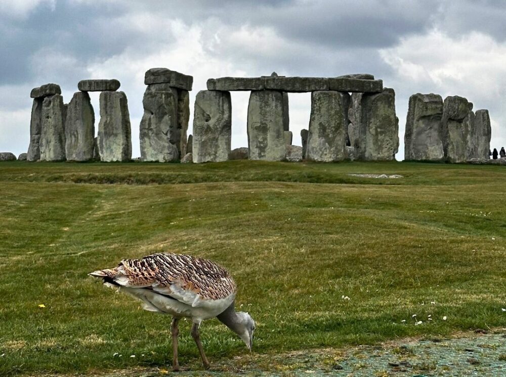 Gertie posing in front of the stones Picture: Stonehenge/English Heritage