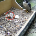 One last chick is left to hatch Picture: Salisbury Cathedral