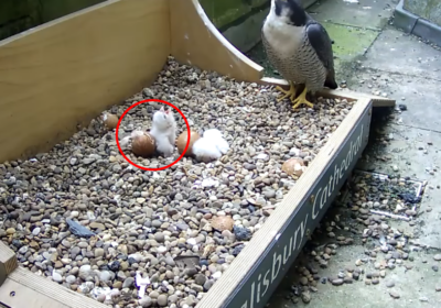 One last chick is left to hatch Picture: Salisbury Cathedral