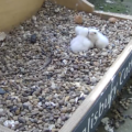The chicks sharing an embrace Picture: Salisbury Cathedral