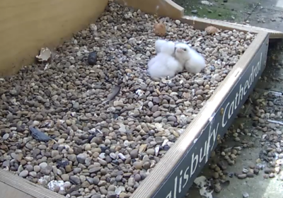 The chicks sharing an embrace Picture: Salisbury Cathedral
