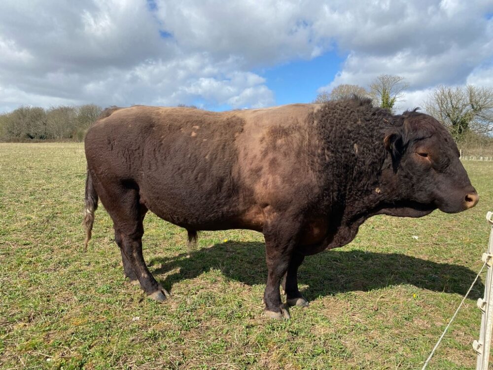 The bull was eventually herded back into field Picture: Amesbury Police