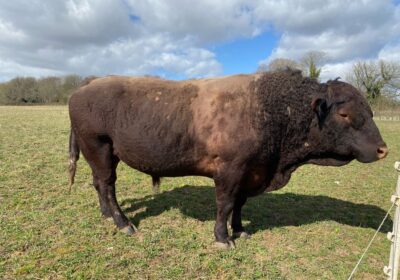 The bull was eventually herded back into field Picture: Amesbury Police