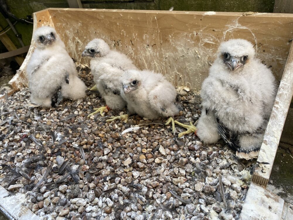 The four newly-ringed chicks Picture: Salisbury Cathedral