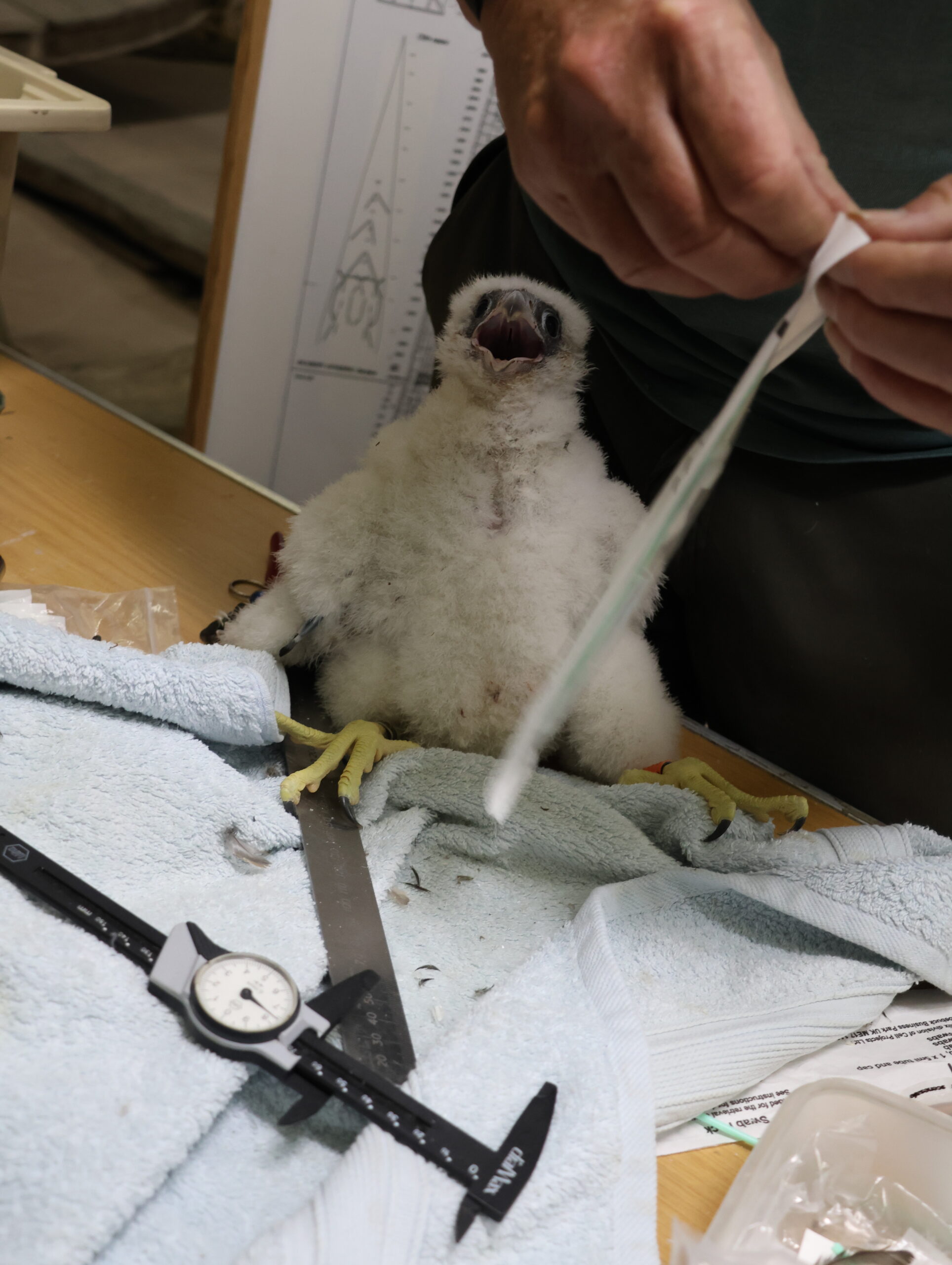 Peregrine during the weighing and measuring Picture: Salisbury Cathedral